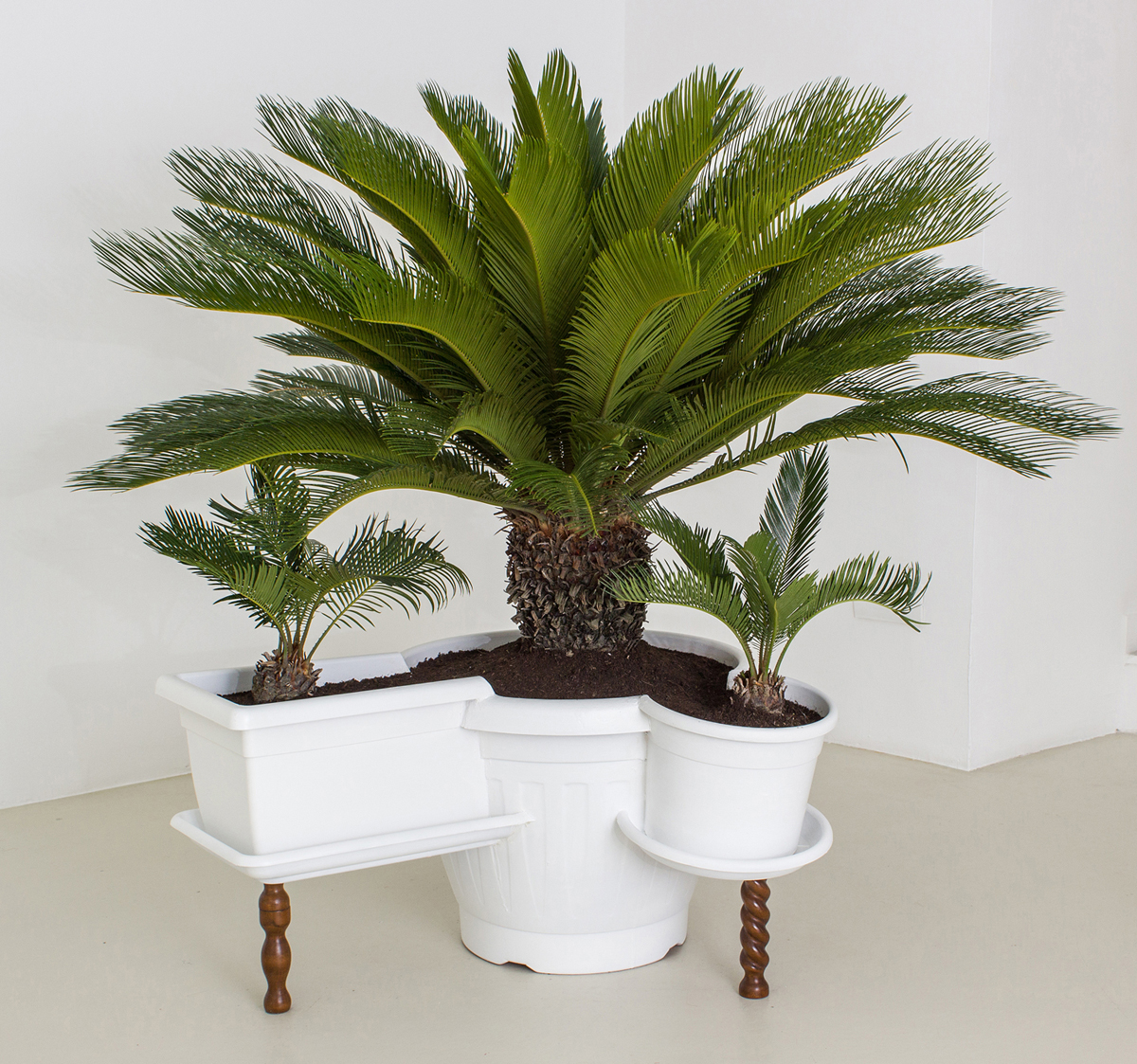 Untitled, 2013, plastic, enamel, ground, wood, Cycas plant , cm 140 x 93 x 76