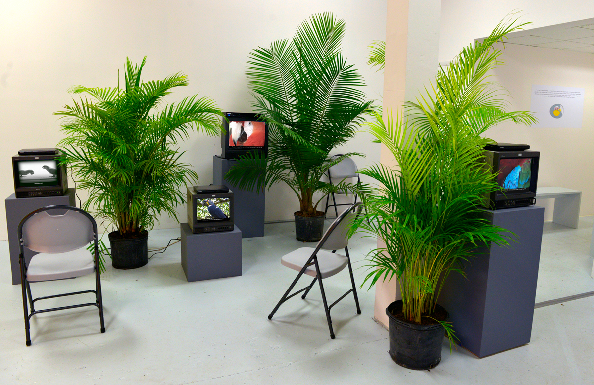 Latin American Art Museum, Department of Parrots, 2015, exhibition view at Jenielift, Miami