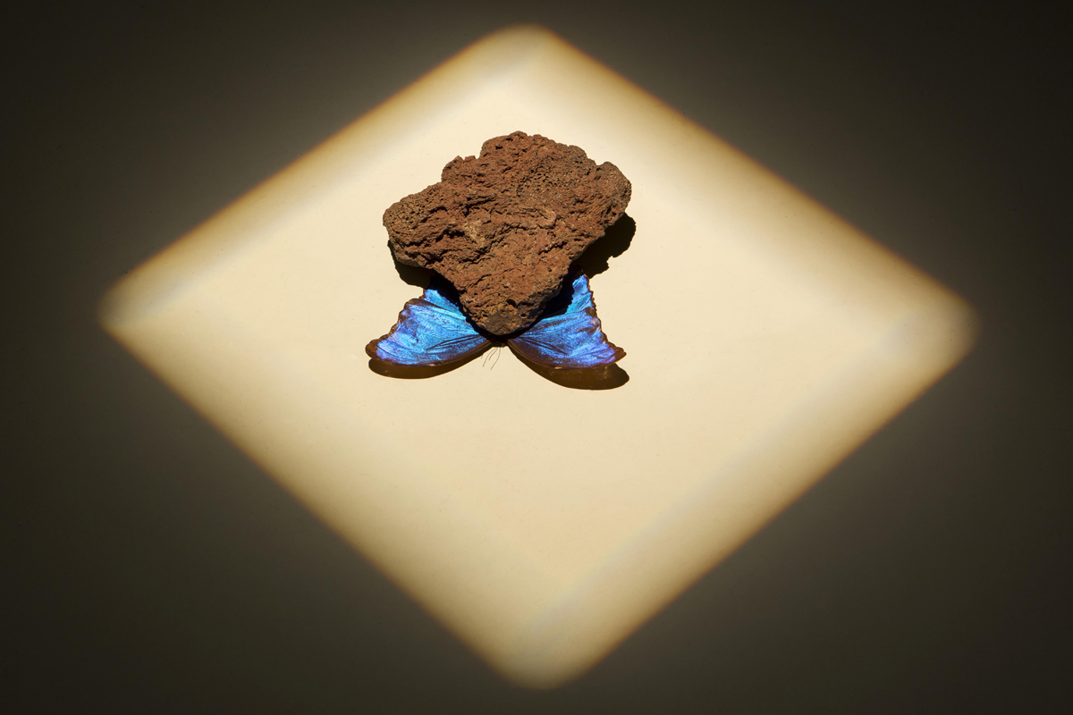 mediterranean autumn, 2013, butterfly, stone - photo Renato Ghiazza