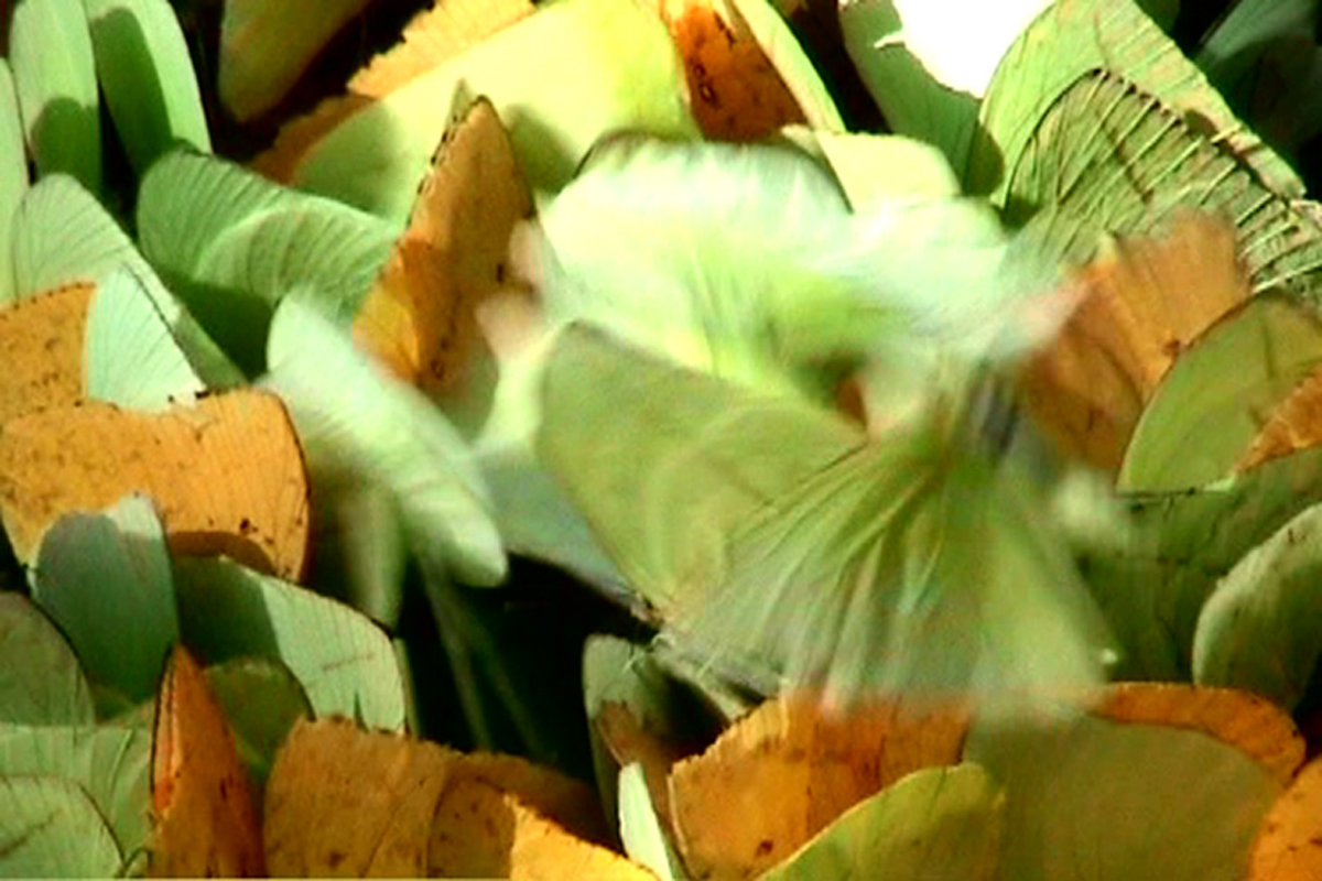 Modernist Butterflies, 2006, video still, 7' 23'', detail of Building as Rodin’s Balzac