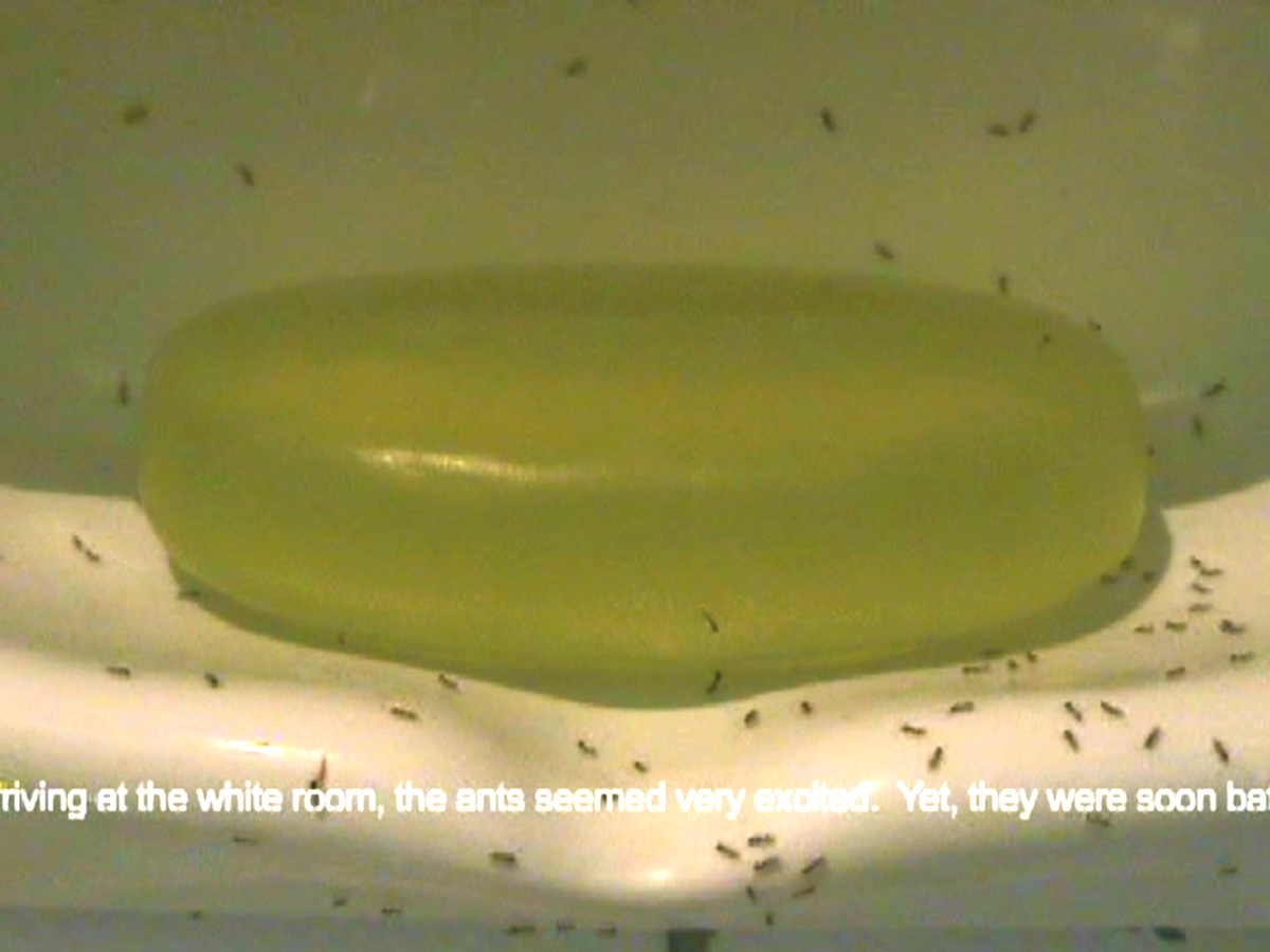 The Ants and the Soap, 2006, video still