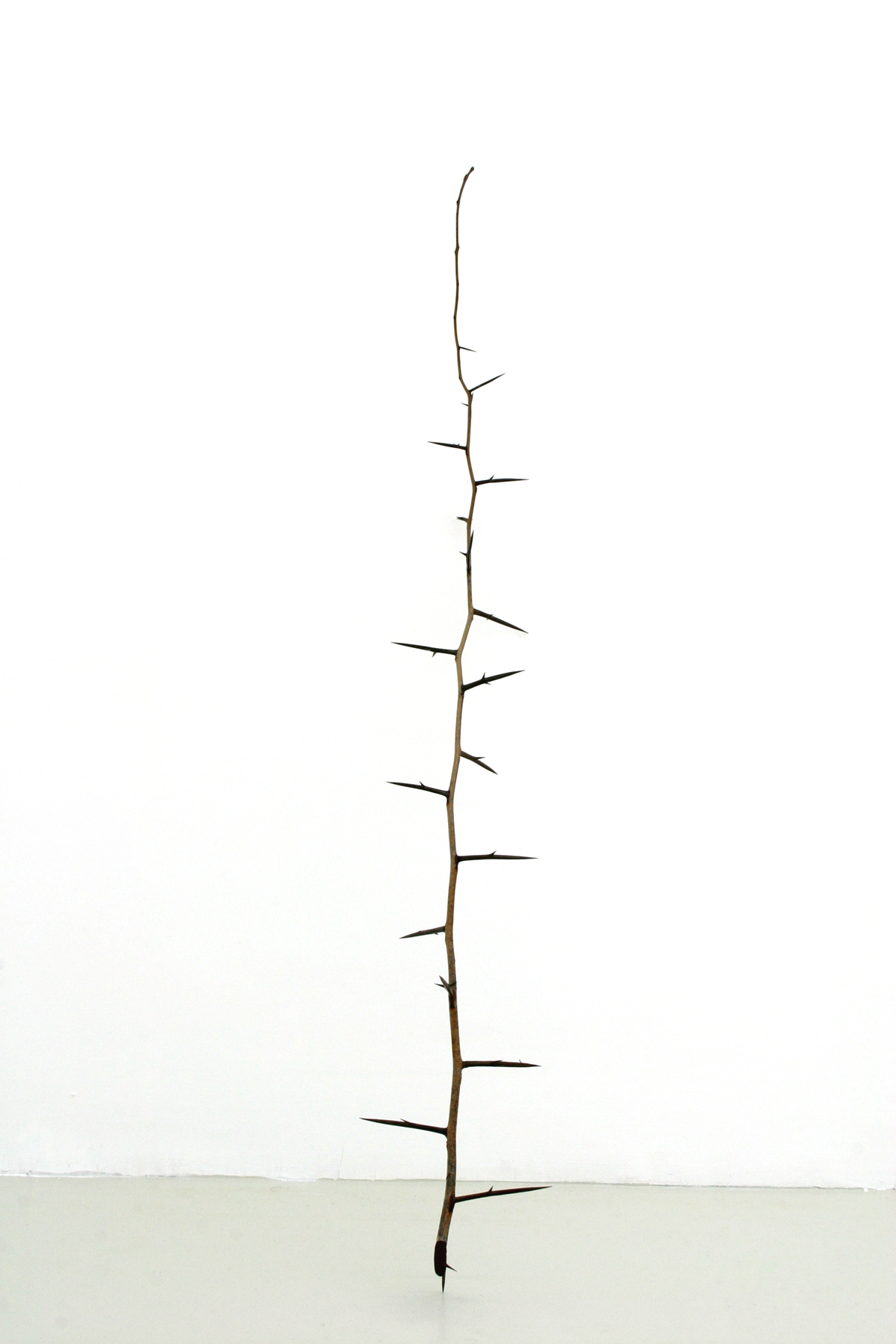 Untitled, 2006, carrob branch, cm 123 x 5