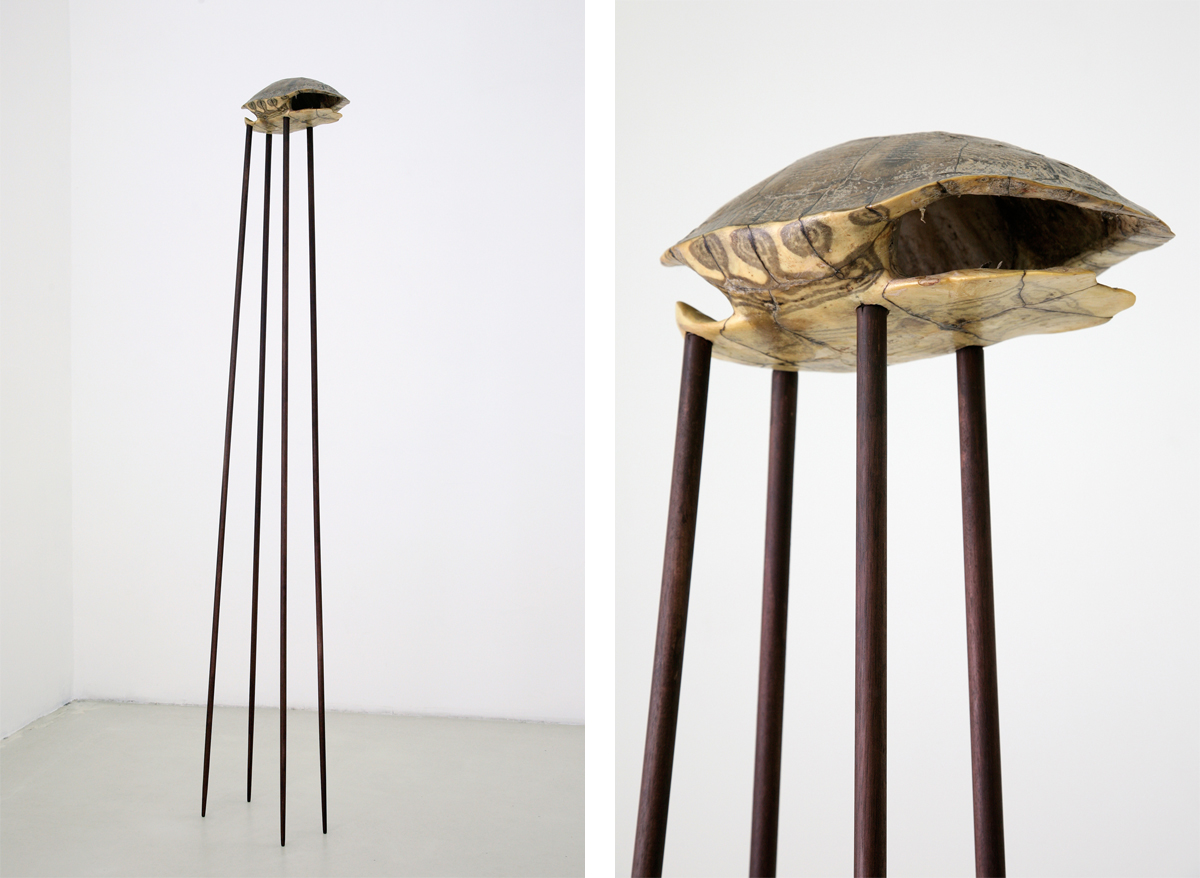 tana di rospo, 2009, wood, turtle shell, cm 178 x 28 x 24