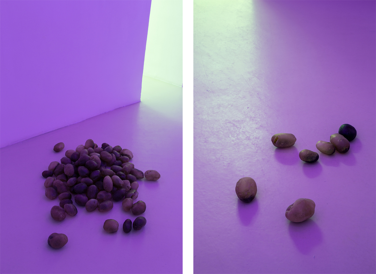 Campo di patate, 2014, 100 potatoes of resin, pigment, variable dimensions